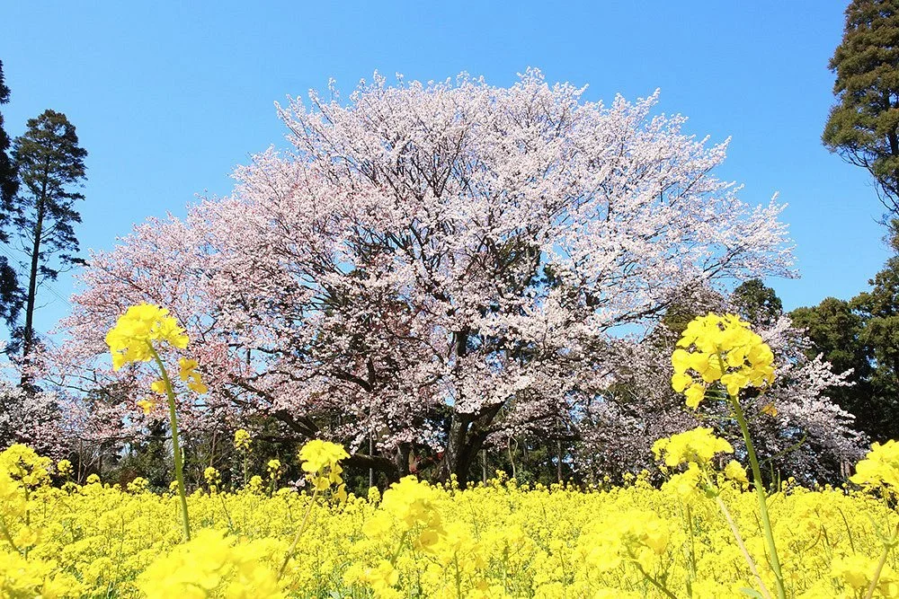 Obyo Cherry Blossom