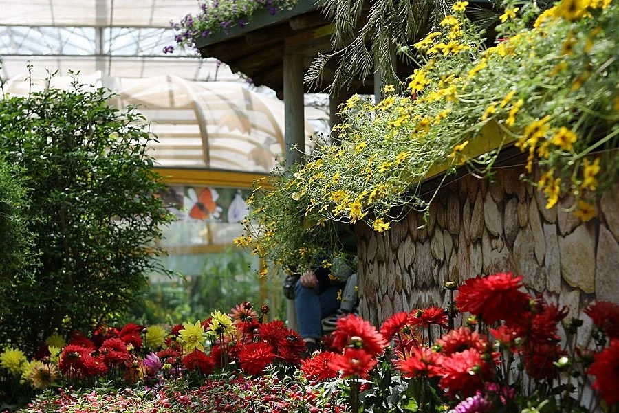 Hampyeong Expo Park - Butterfly Insect Ecosystem