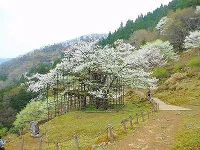 Tarumino Ozakura