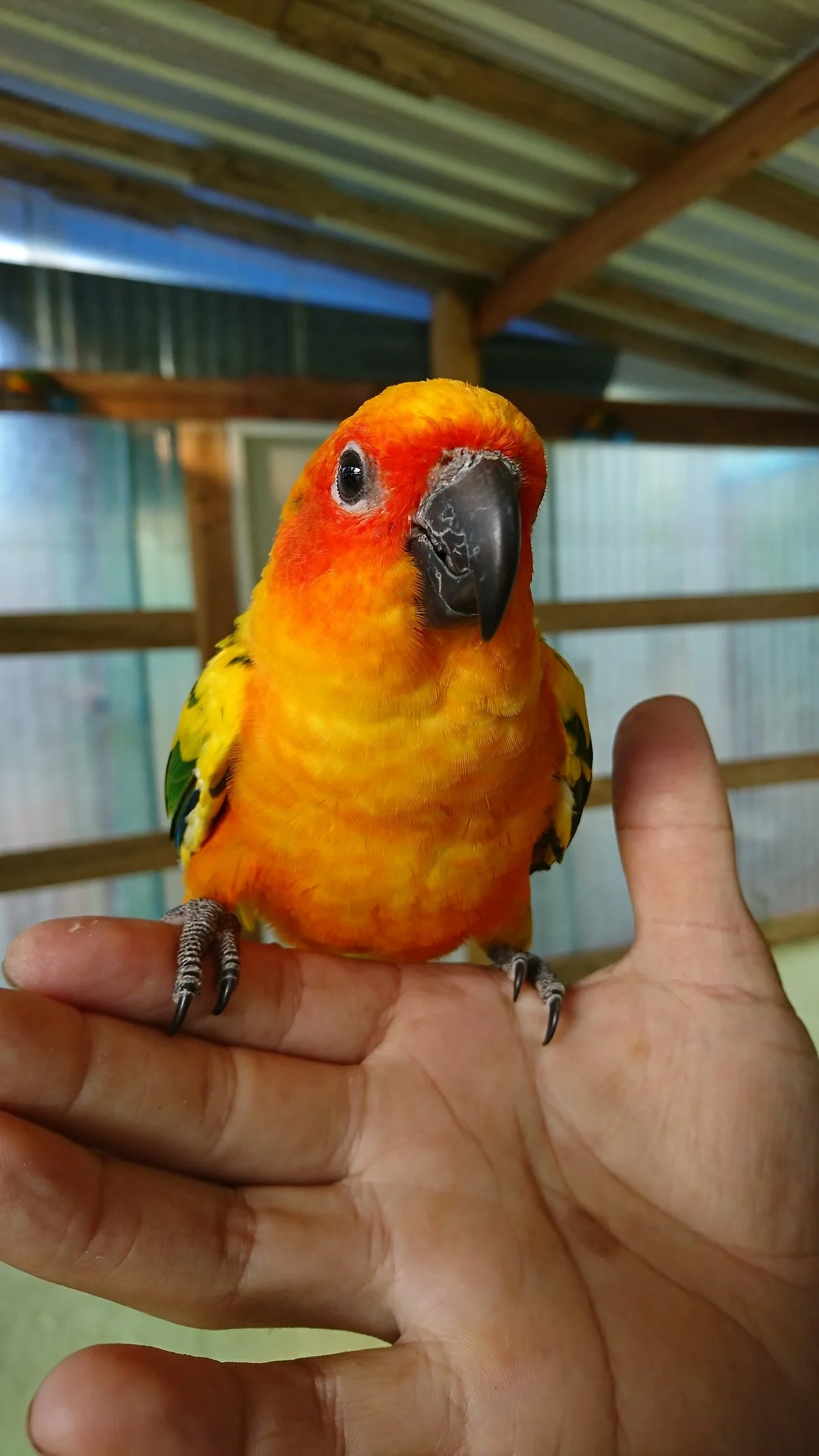 Birds and flower Cafe in Paksong