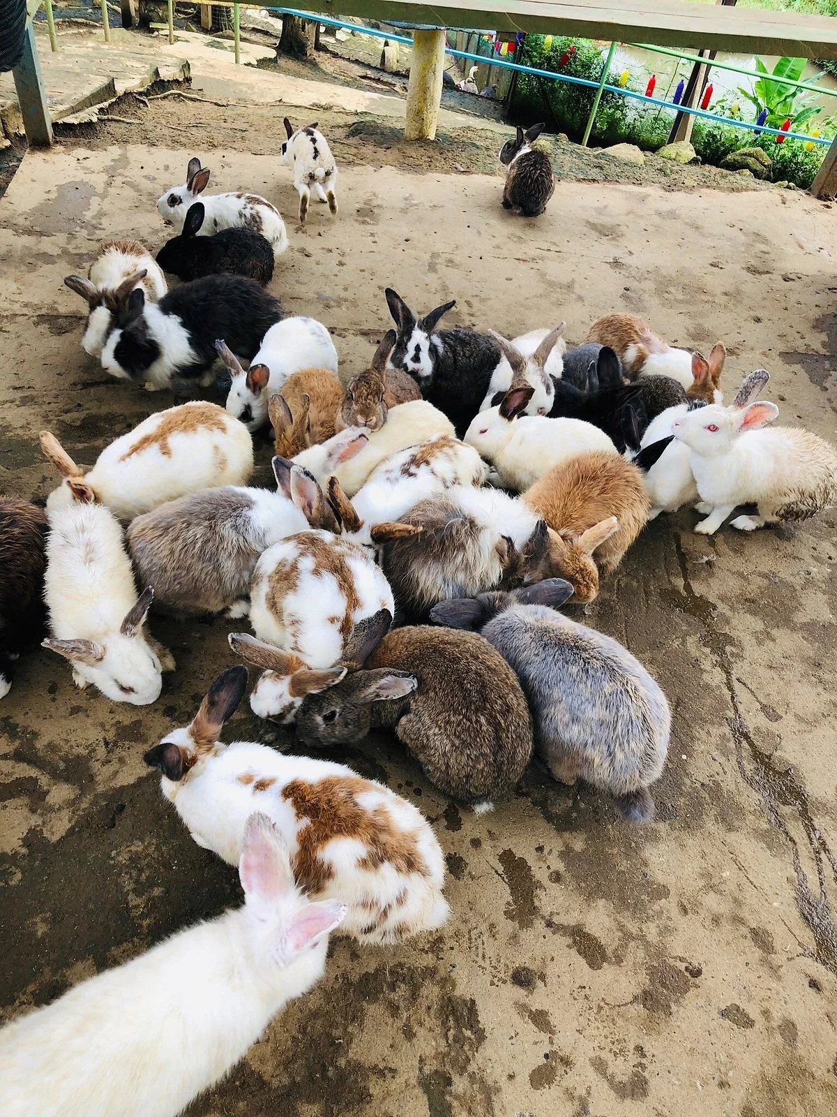 Arnab Farm Sejati