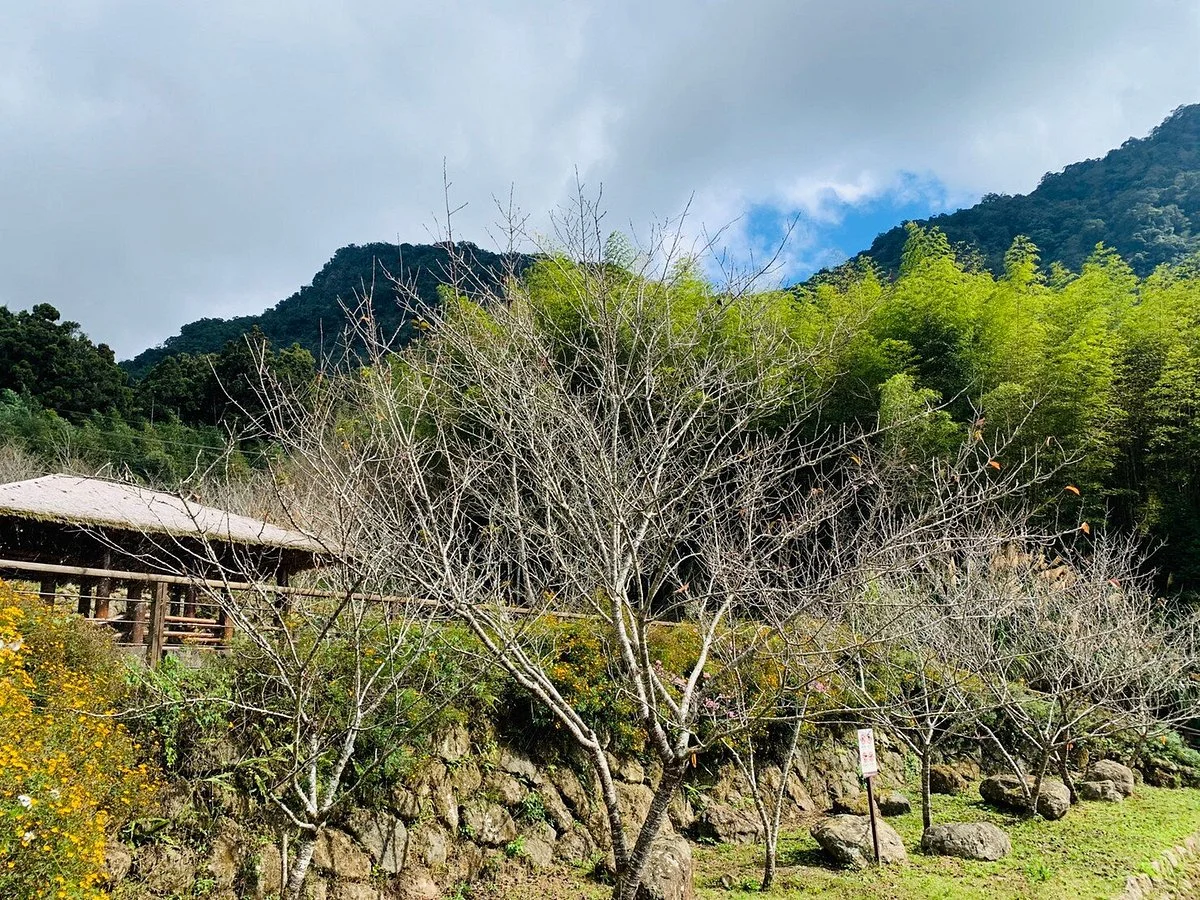 Mihu Trail