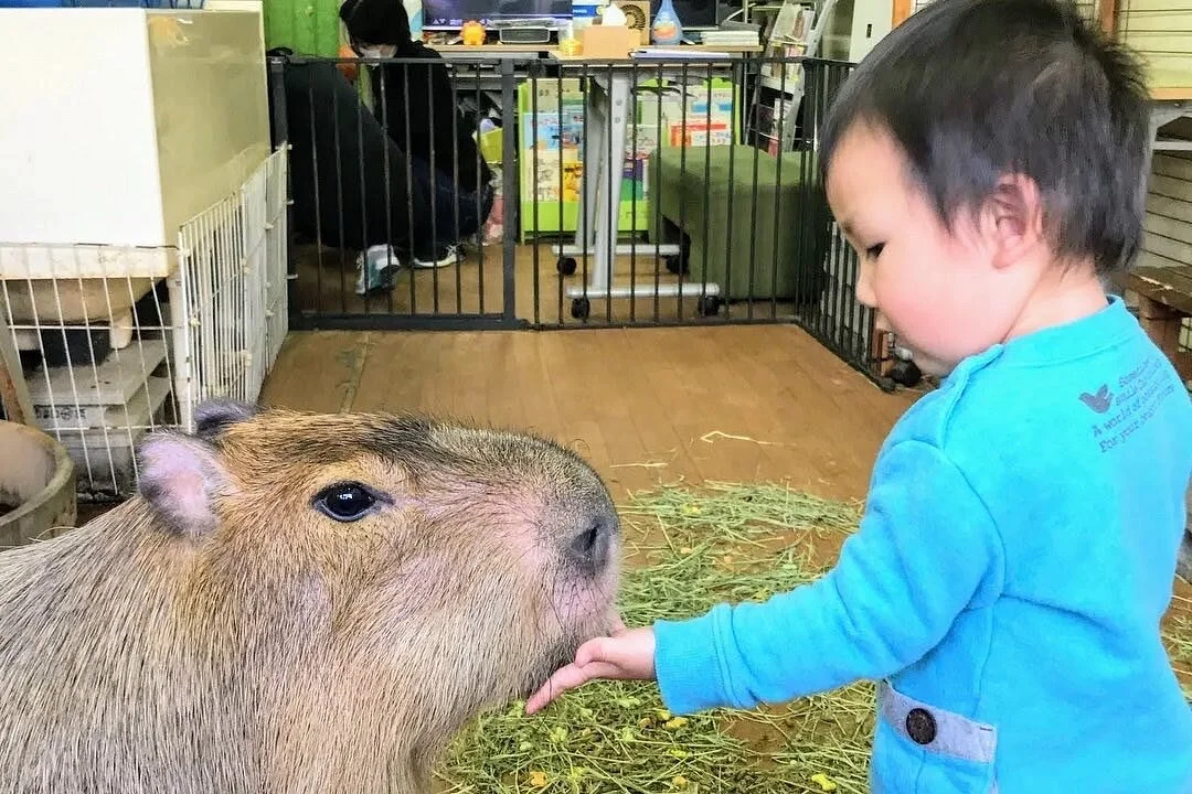 Capybara Land PUIPUI