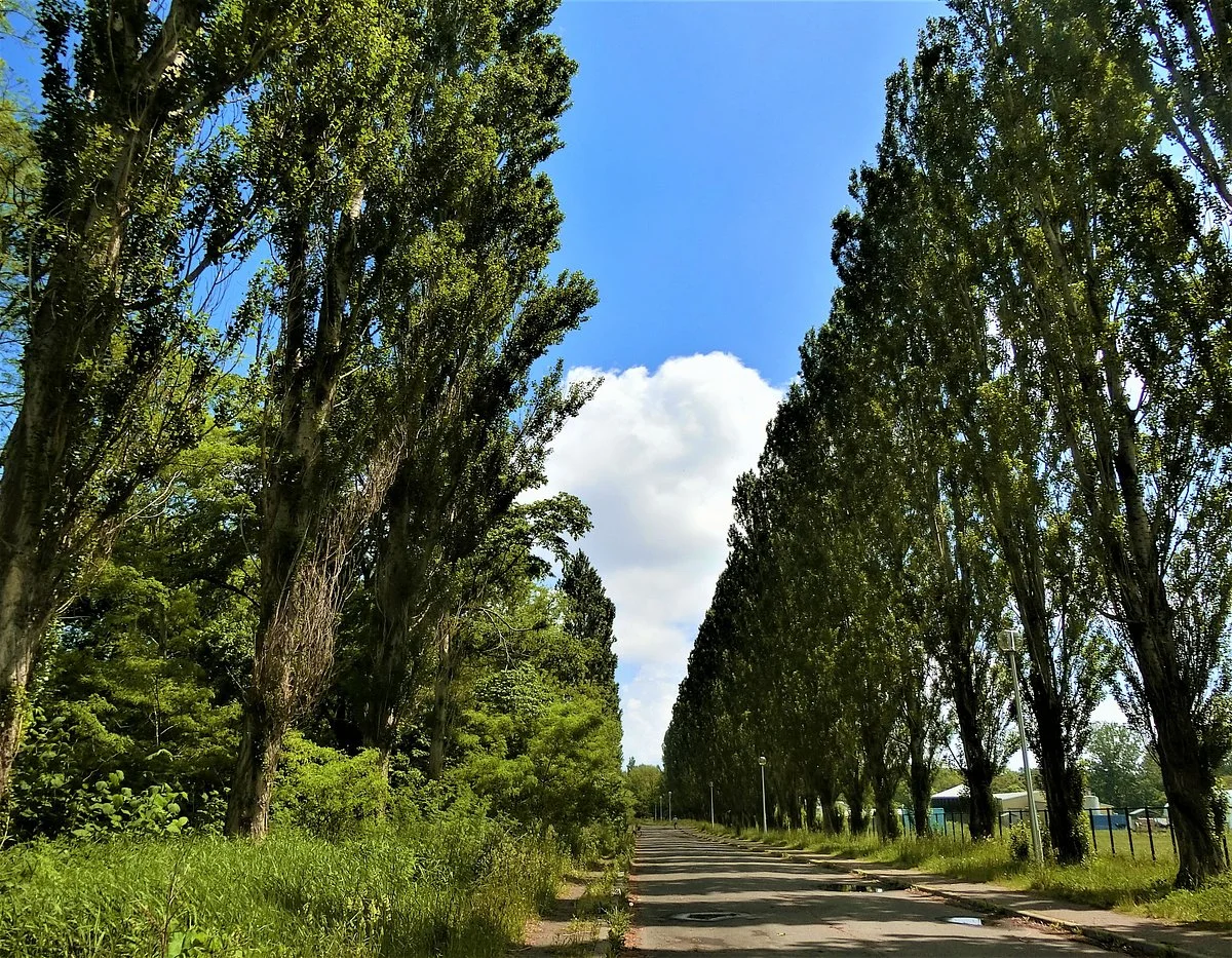 Hokudai Heisei Row of Poplar Trees