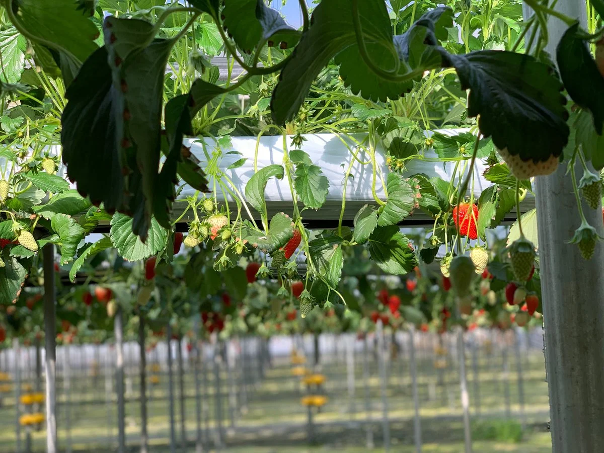 Ishibashi Farm