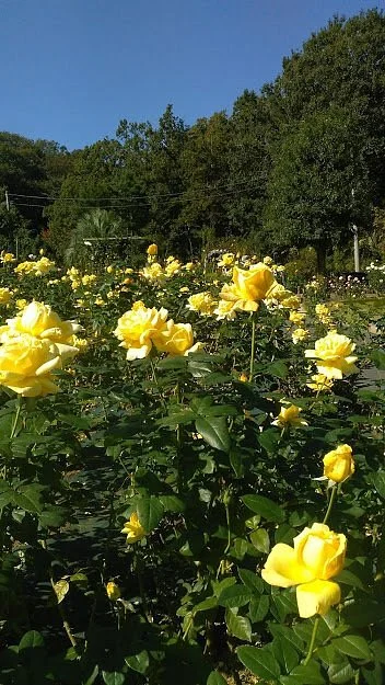 Ikuta Ryokuchi Rose Garden