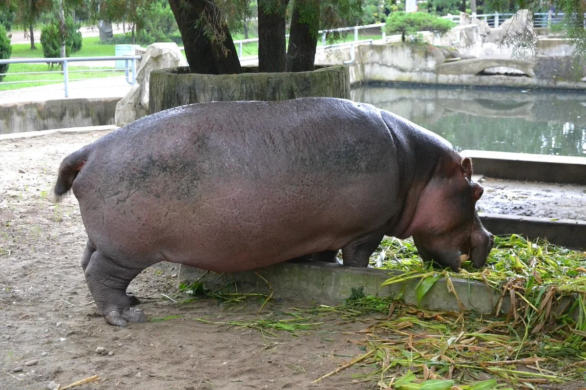 Pyongyang Zoo