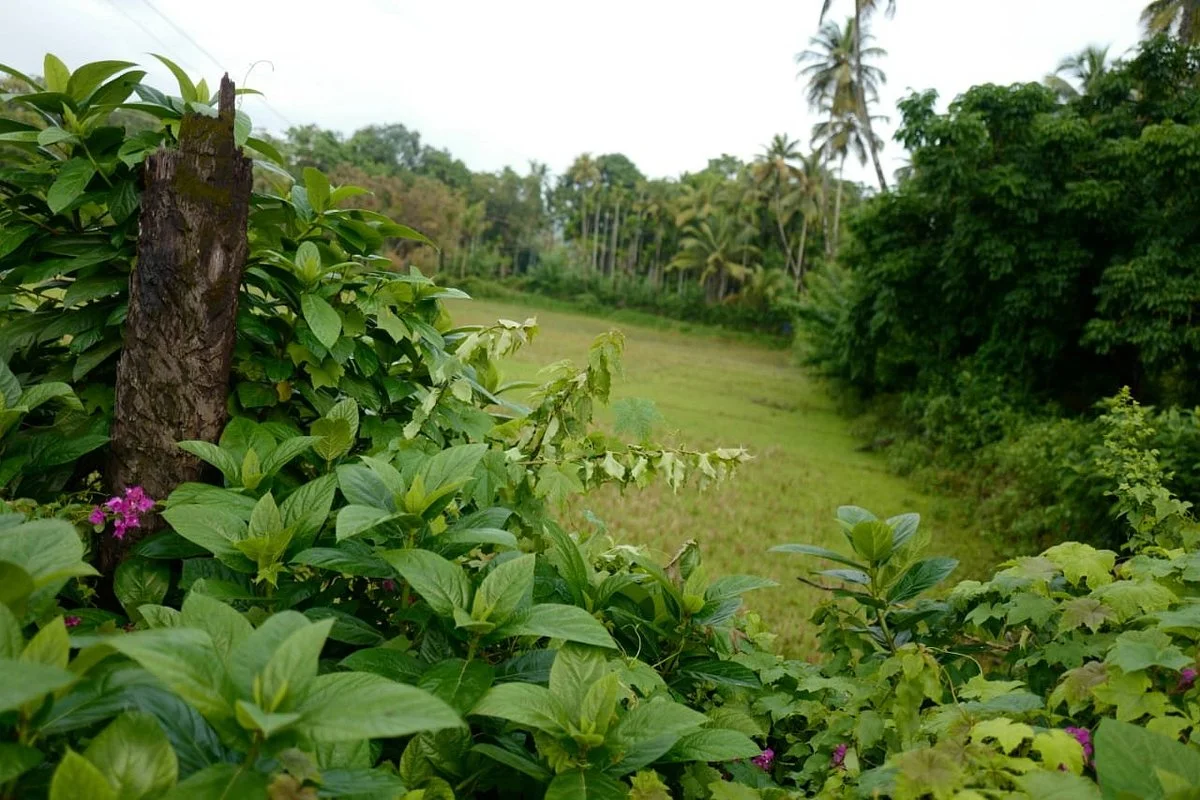 Gandhi Bagh/Company Garden