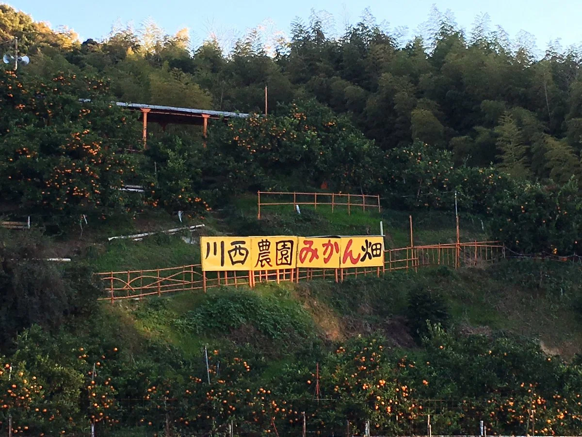 Kawanishi Farm, Orange Orchards