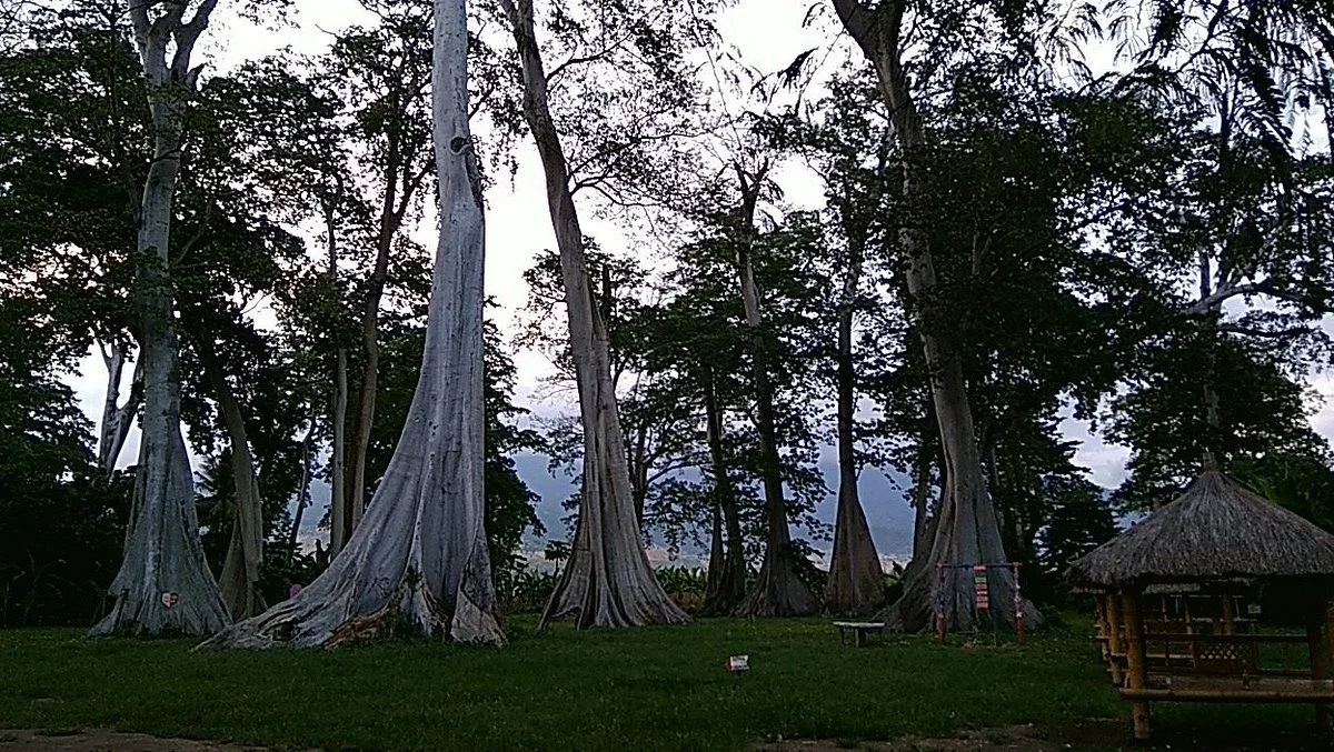Big Tree Sambelia