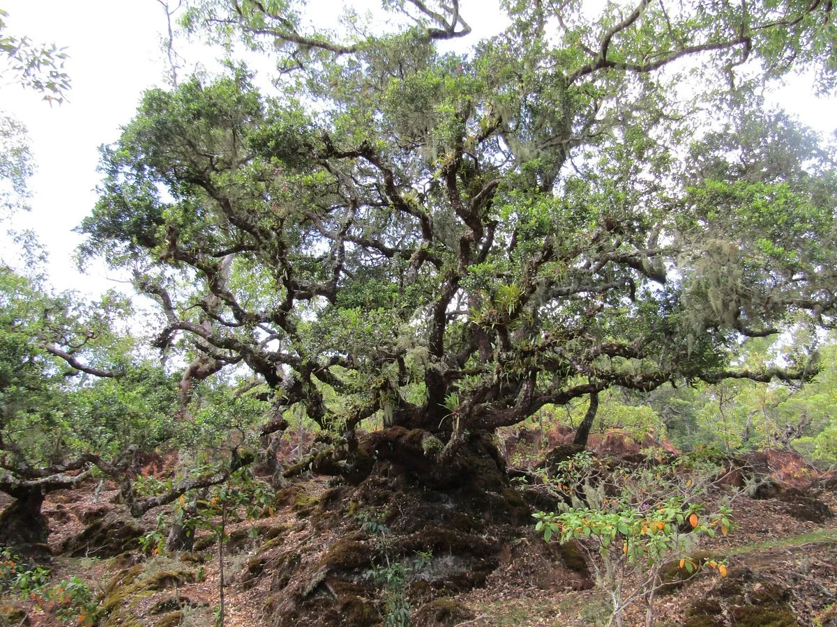 Gunung Mutis Natural Reserve