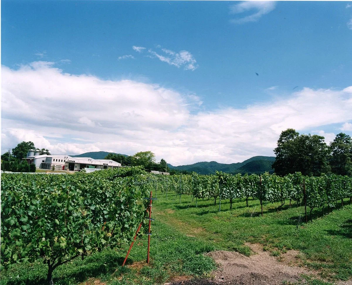 Tamba Wine