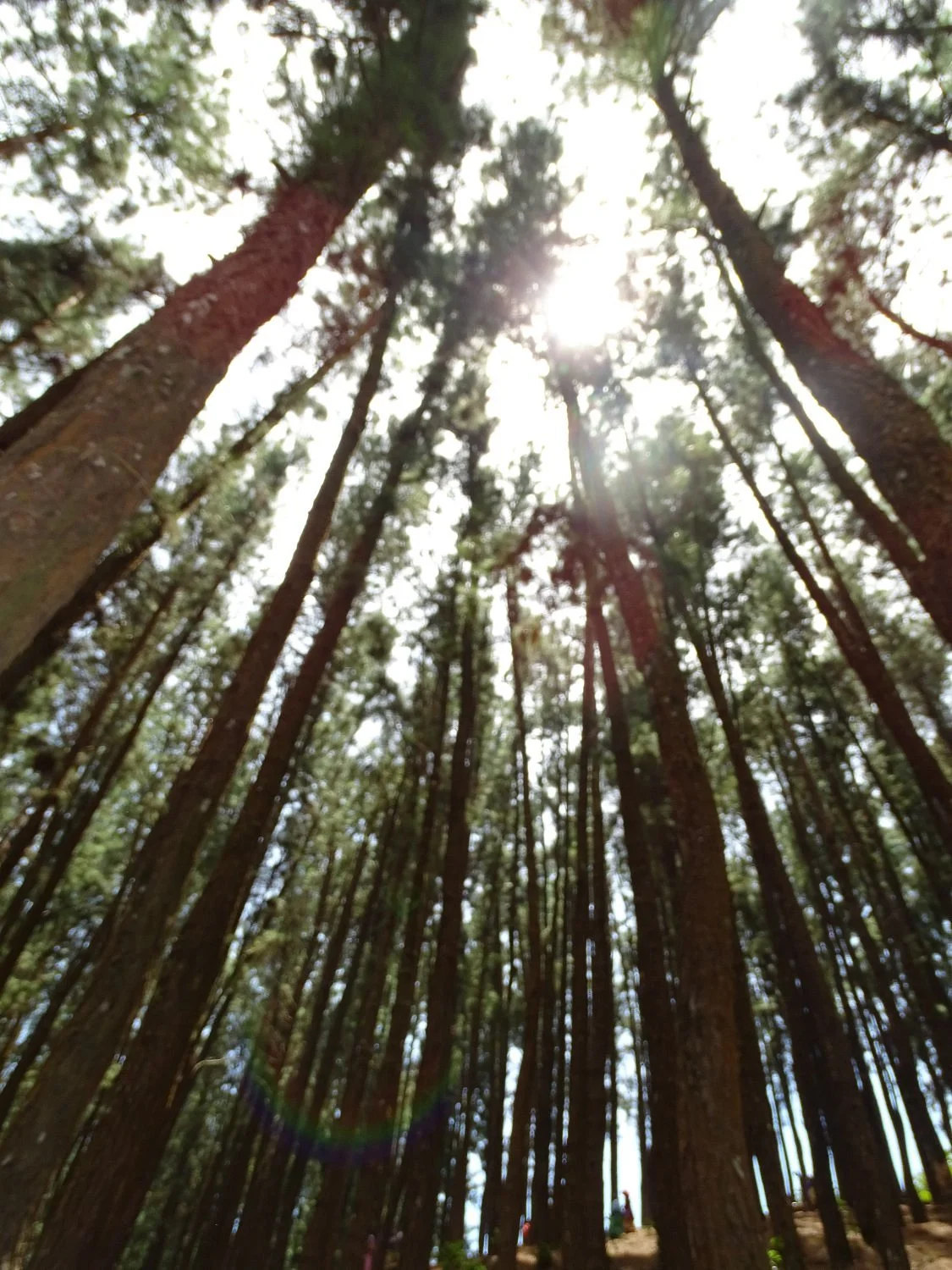 Vagamon Pine Forest