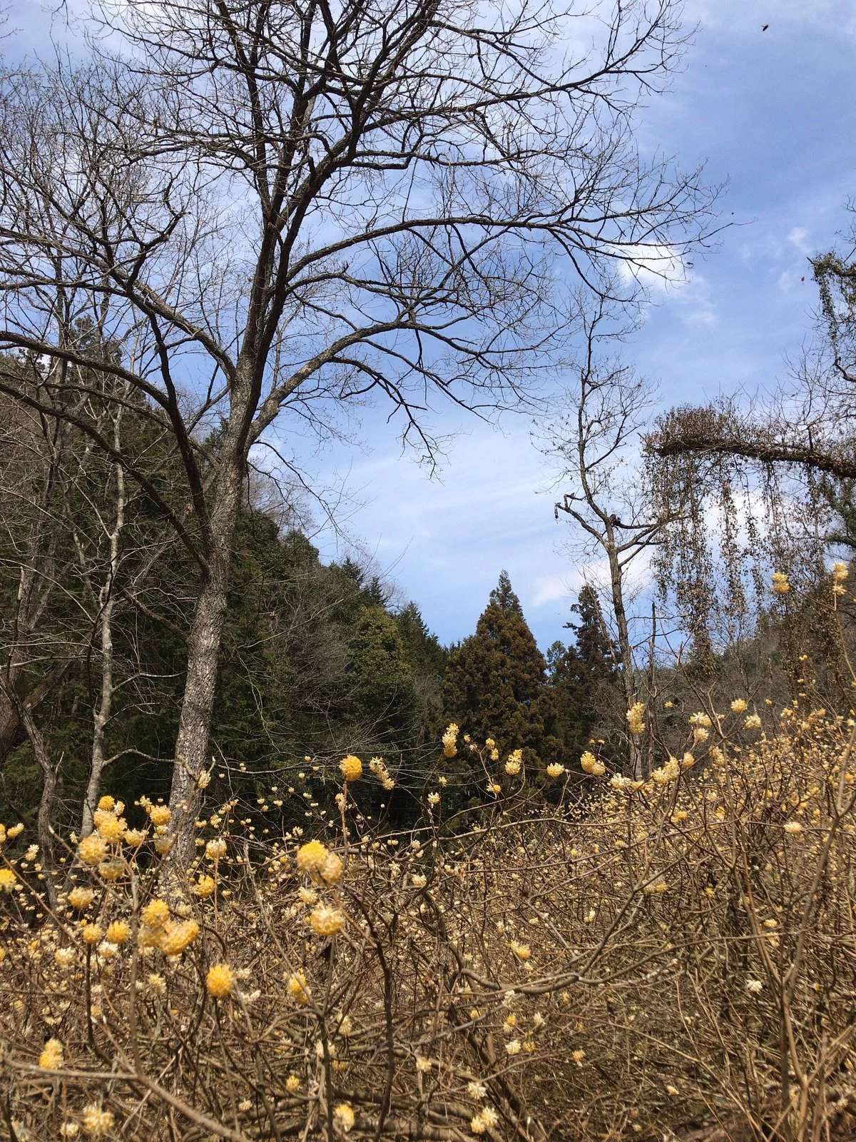 Mushiidani no Mitsumata Colony