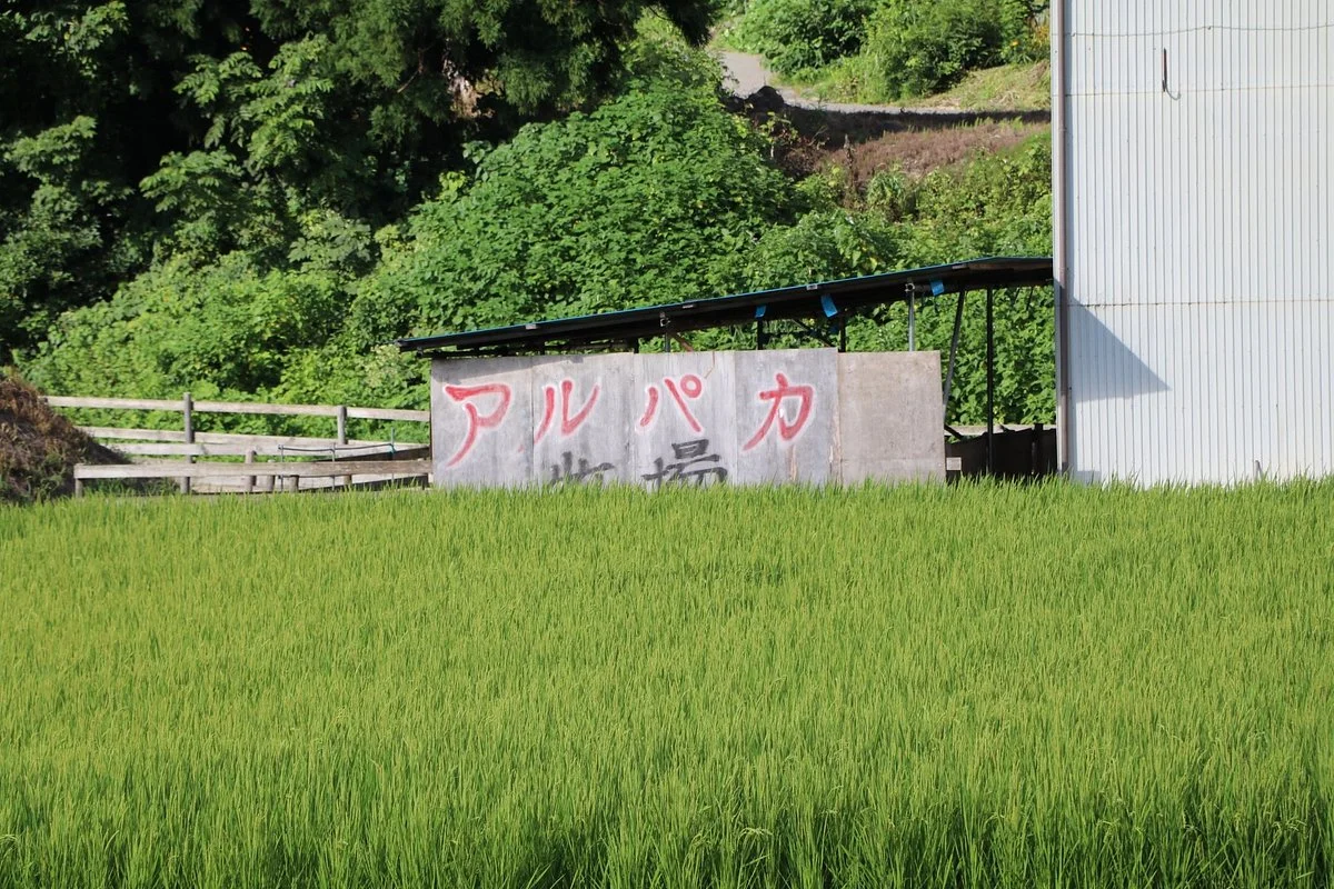 Yamakoshitanesuhara Alpaca Ranch