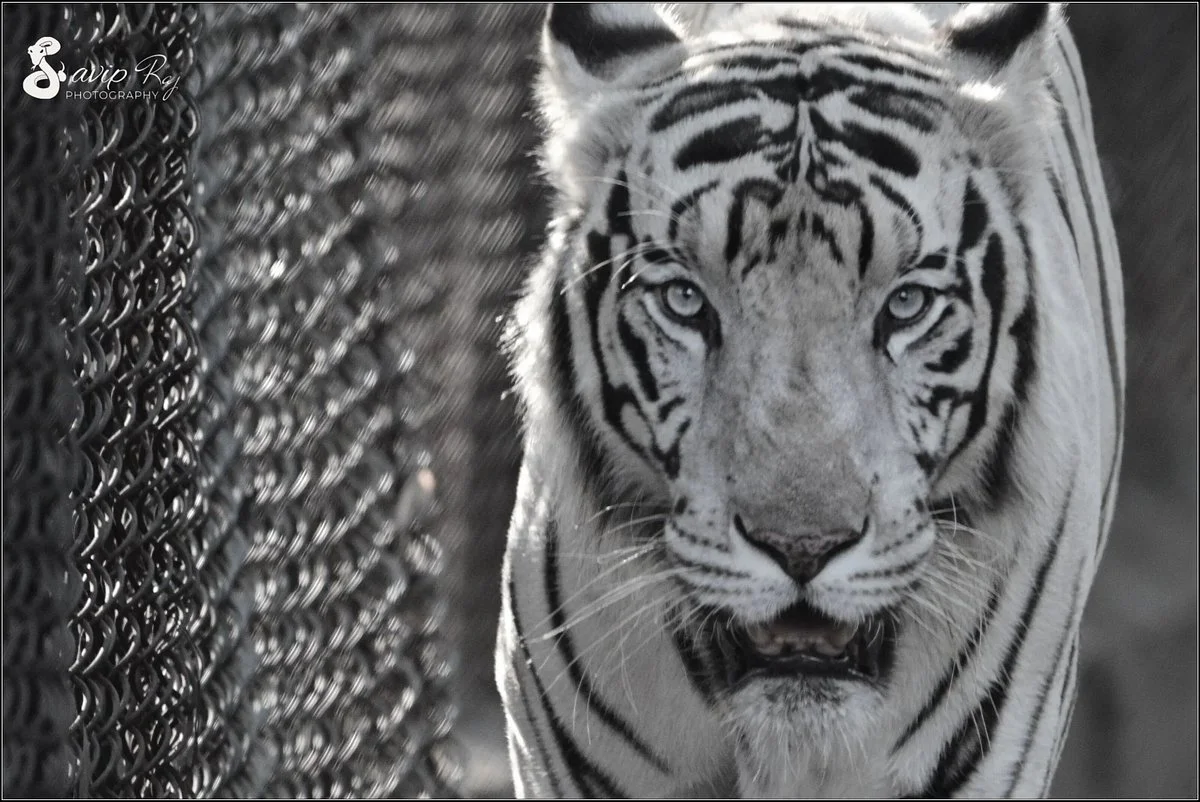 Kanan Pendari Zoo Park