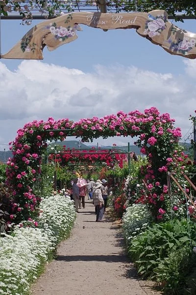 Rien no Rose Garden