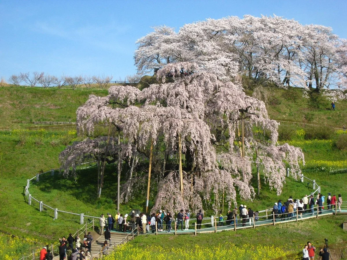 Miharutakizakura