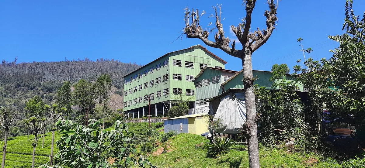 Highfield Tea Factory