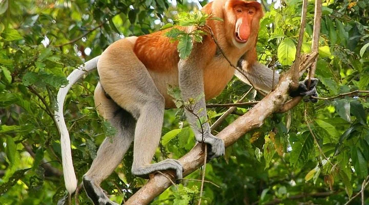 Gunang Serapi