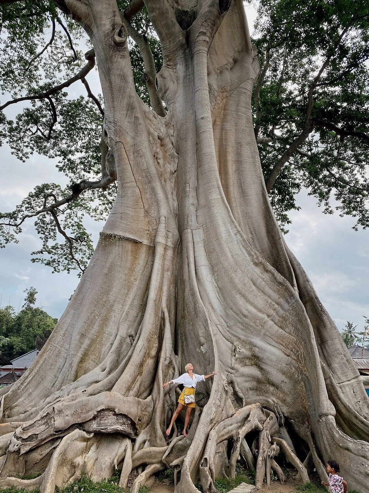 Bayan Ancient Tree