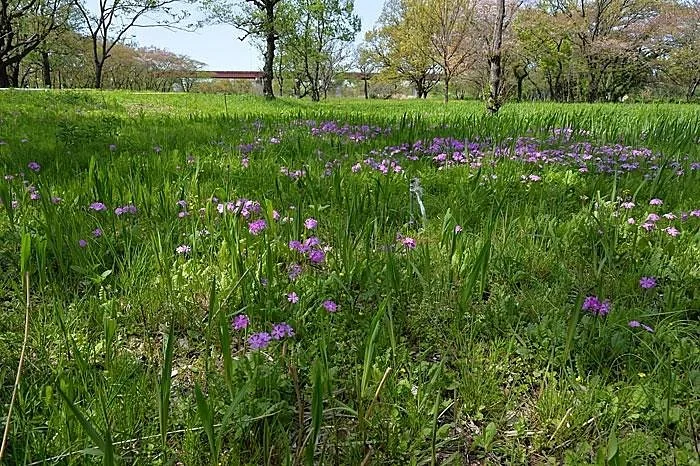 Sakuraso Park