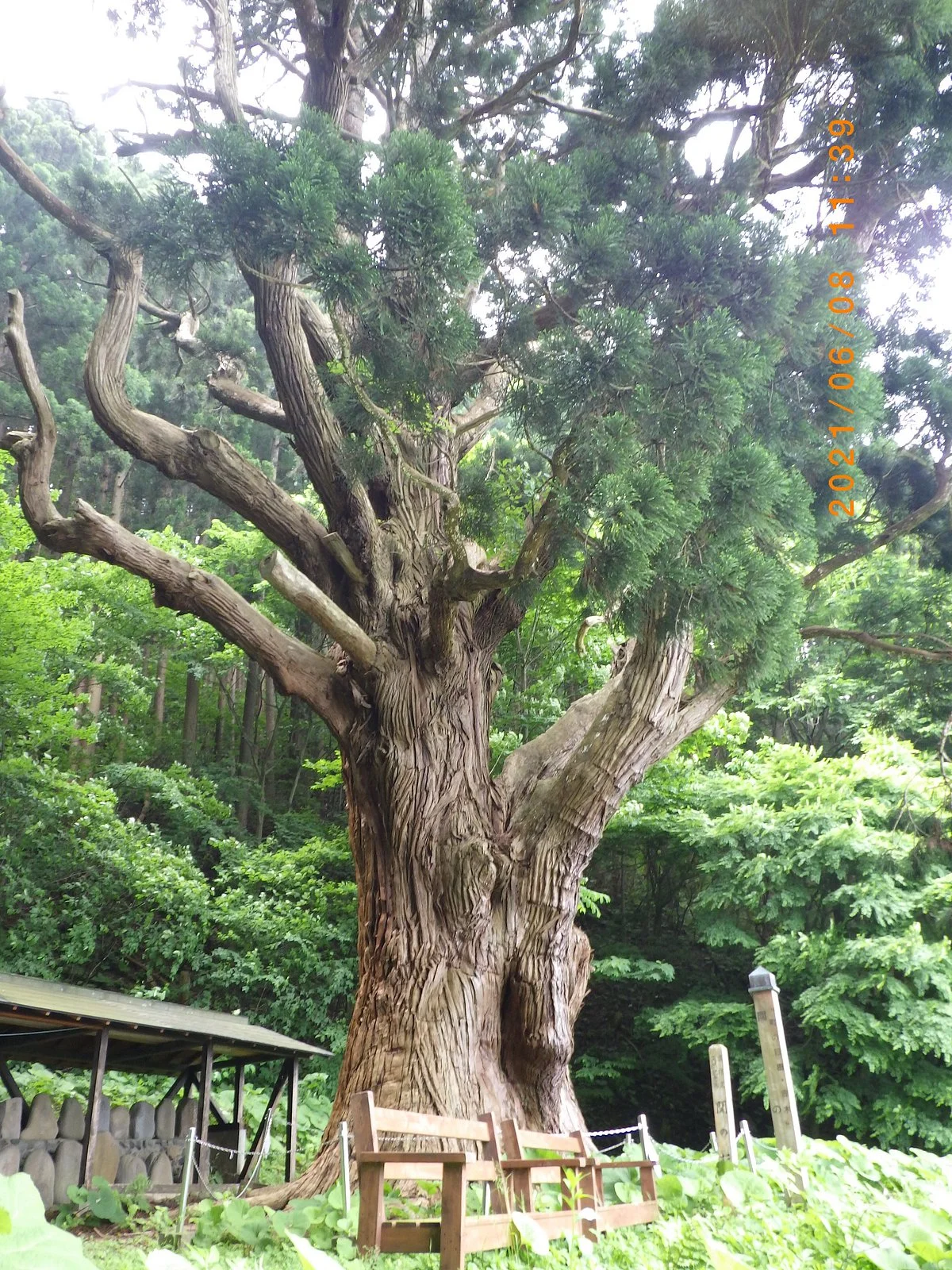 Sekinokamesugi