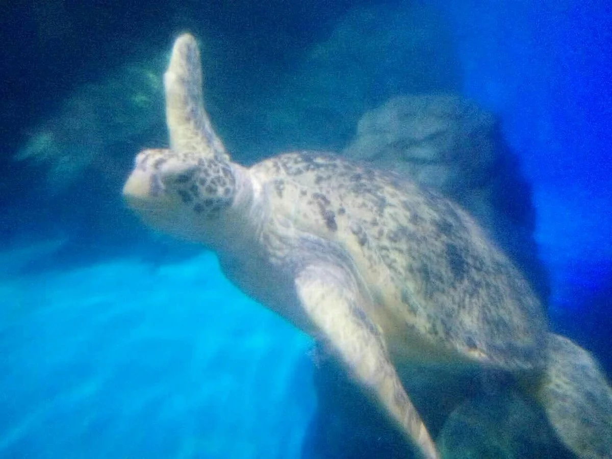 Polar Ocean World Wuhan