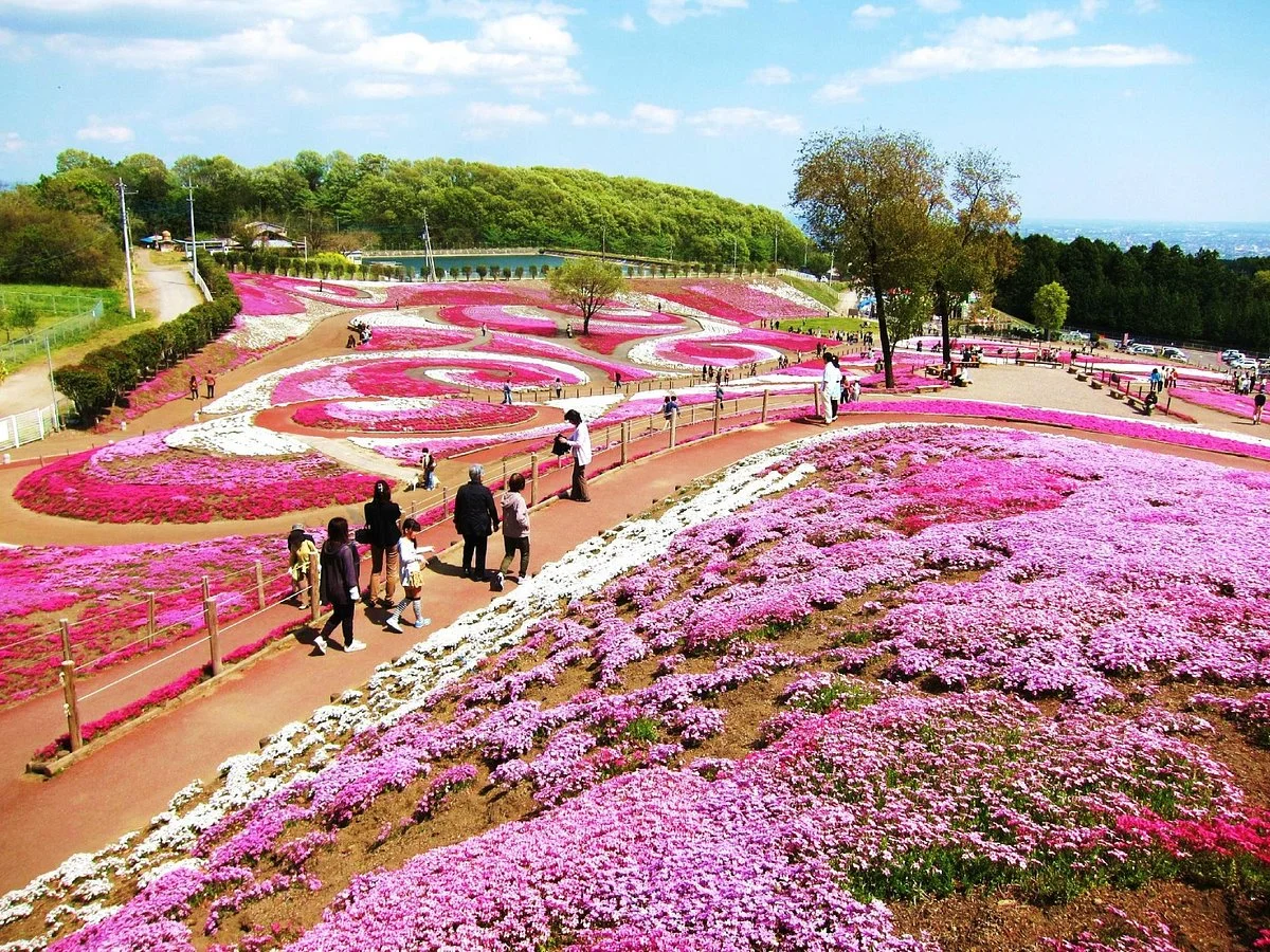 Misato moss phlox Park