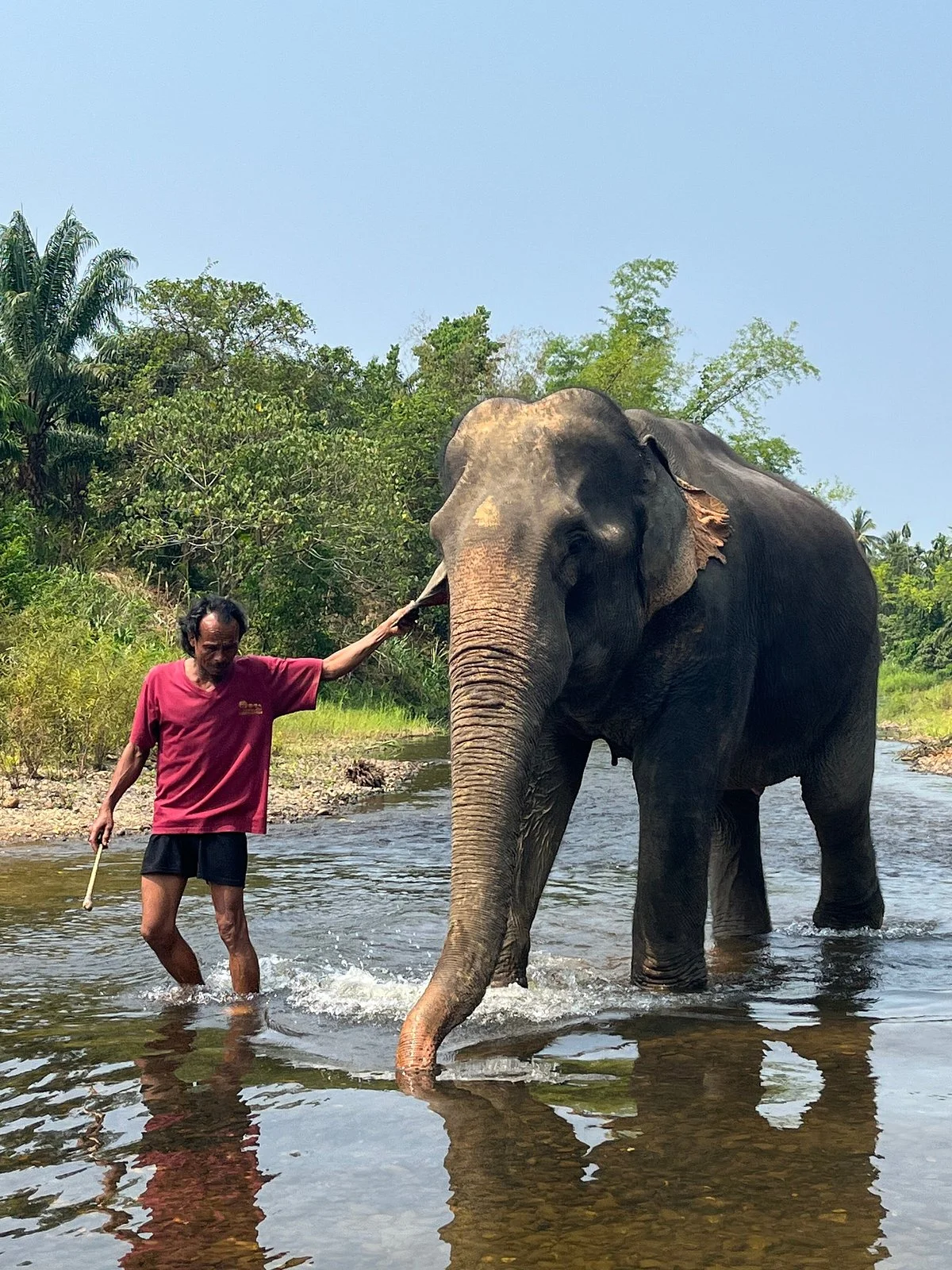 Wassana Elephant Camp