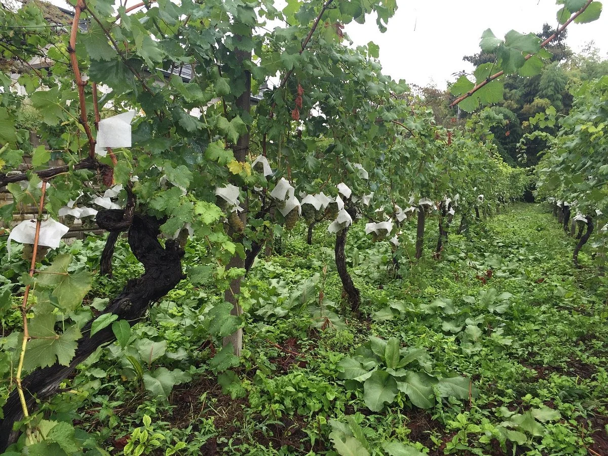 Takeda Winery