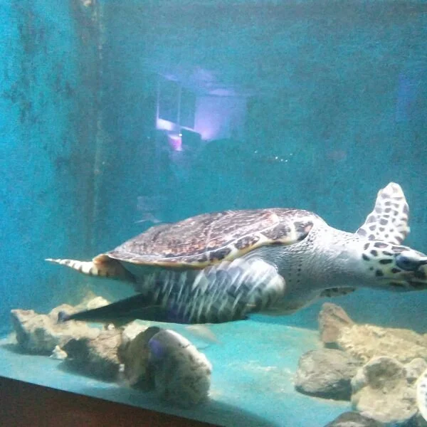 Penang Aquarium Batu Maung