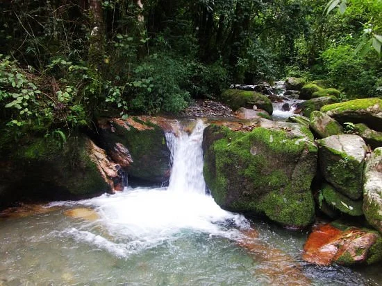 Mt. Ailao Natiaonal Natural Reserve