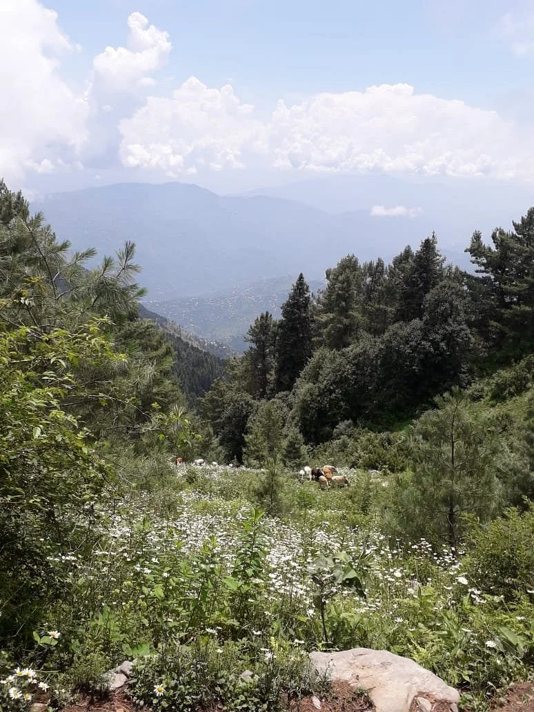 Mushkpuri Top