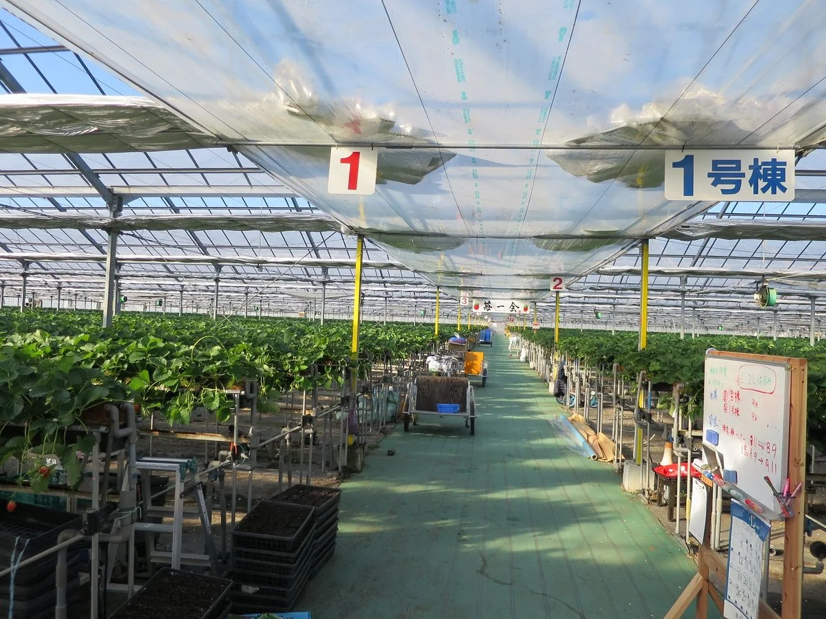 Japan Berry Center