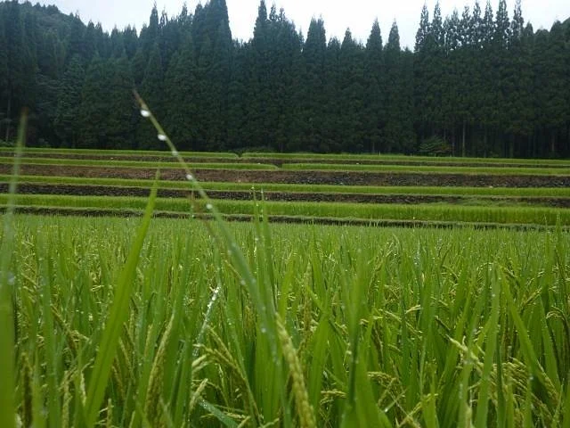 Rice Terrace at Koda
