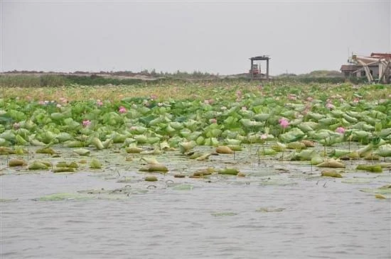 Hong Lake Marsh