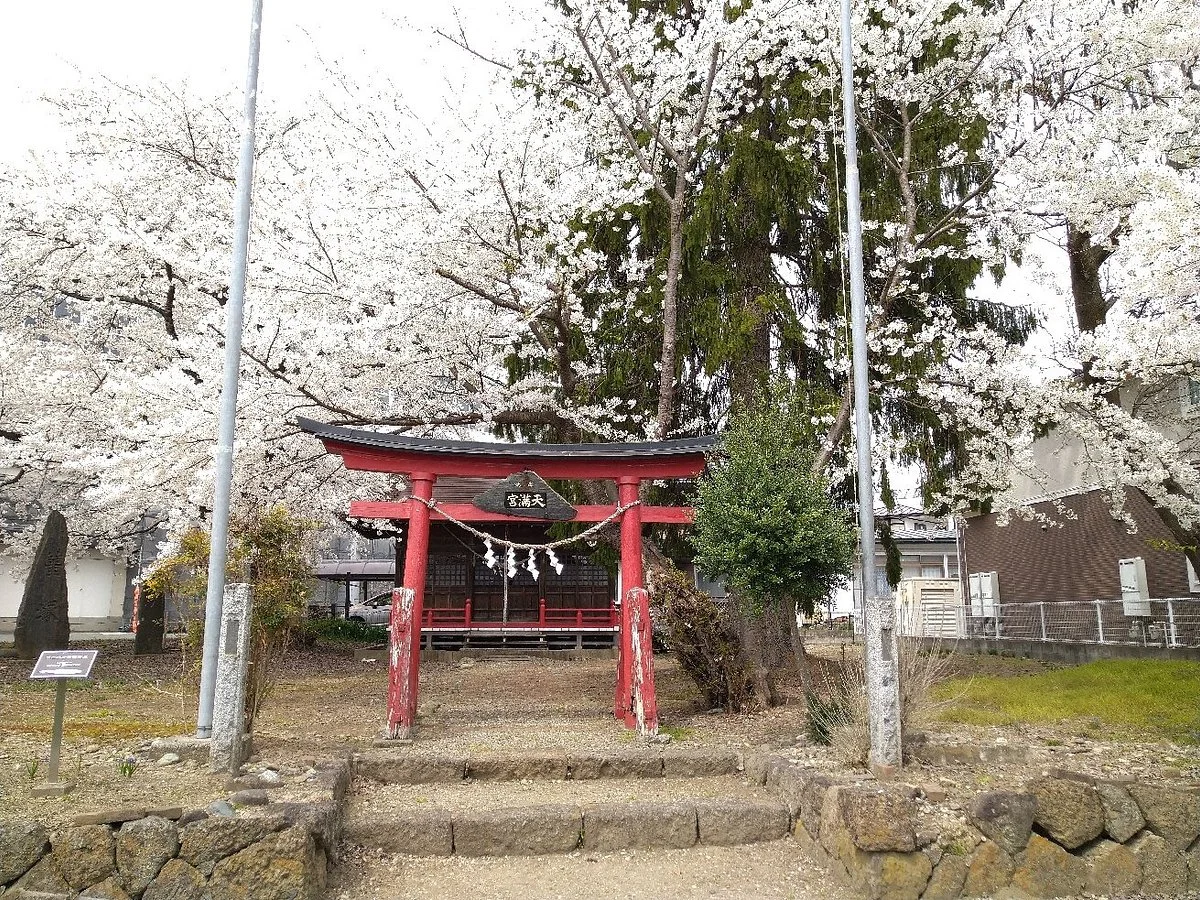 Sakihokoru Sakura Kurosawajiri no Temmangu