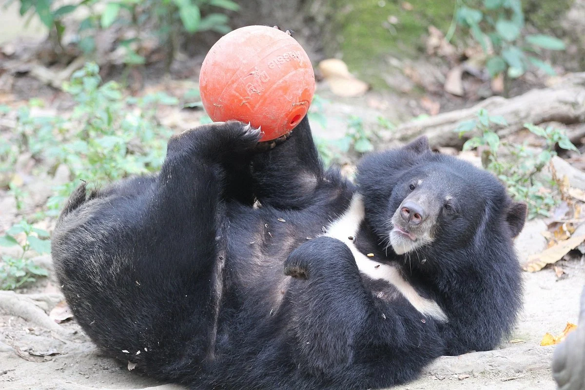 Free the Bears