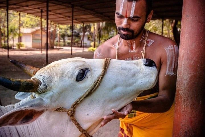 JIVA Gosala