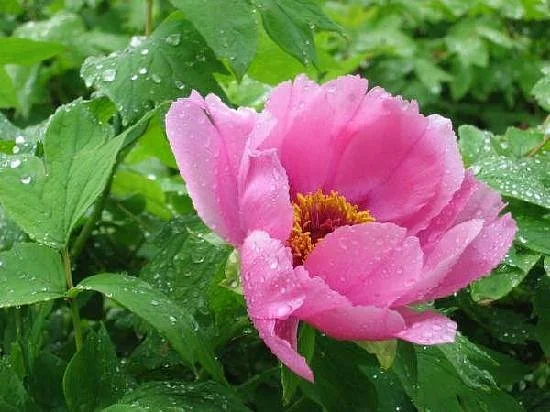 Dianjiang Peony Ecological Scenic Resort