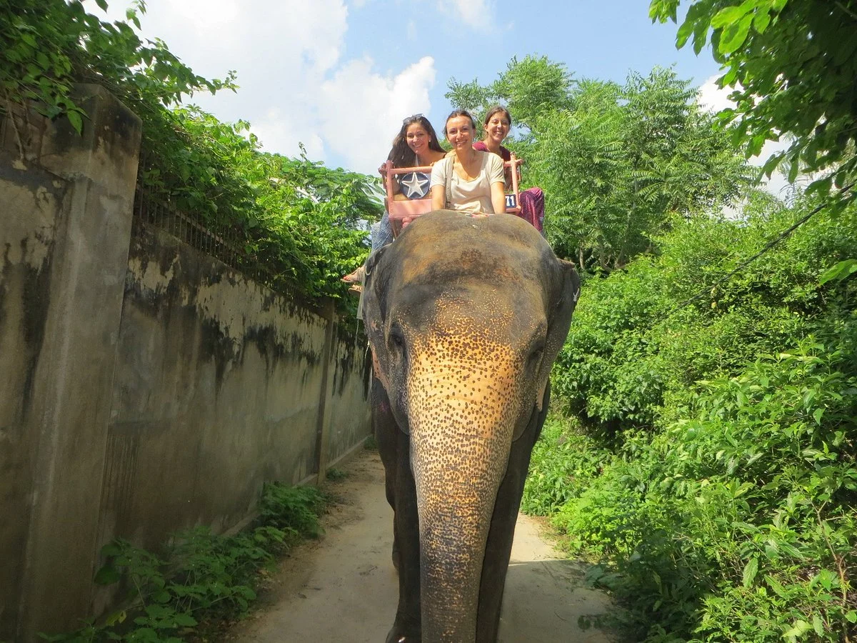 My Elephant Trip