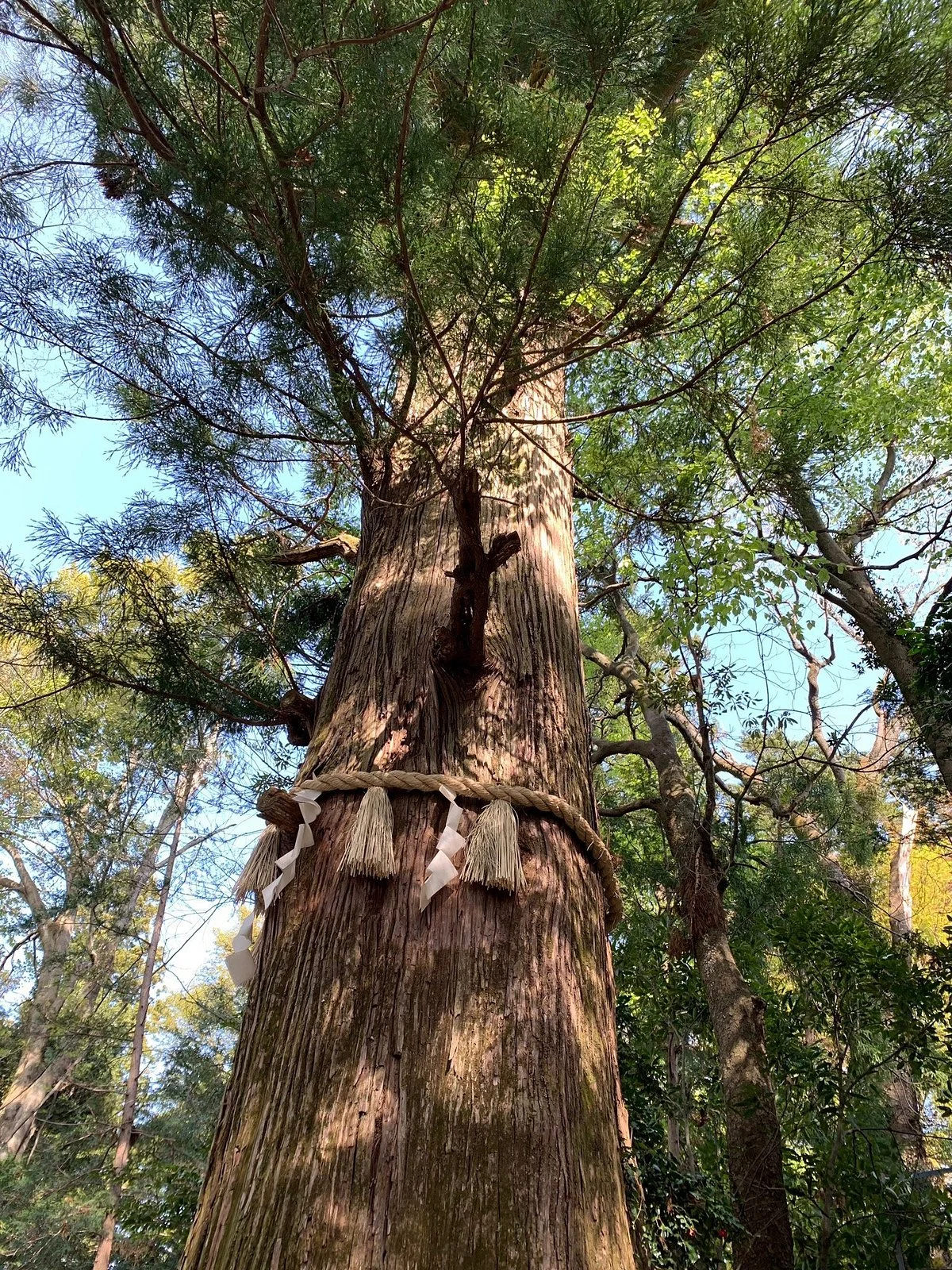 Takosugi