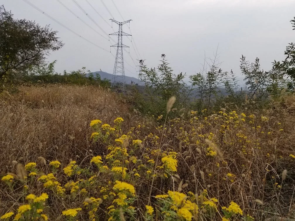 Ladder Mountain