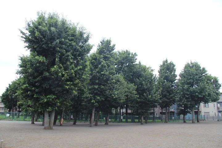 Midori no Hiroba 29go