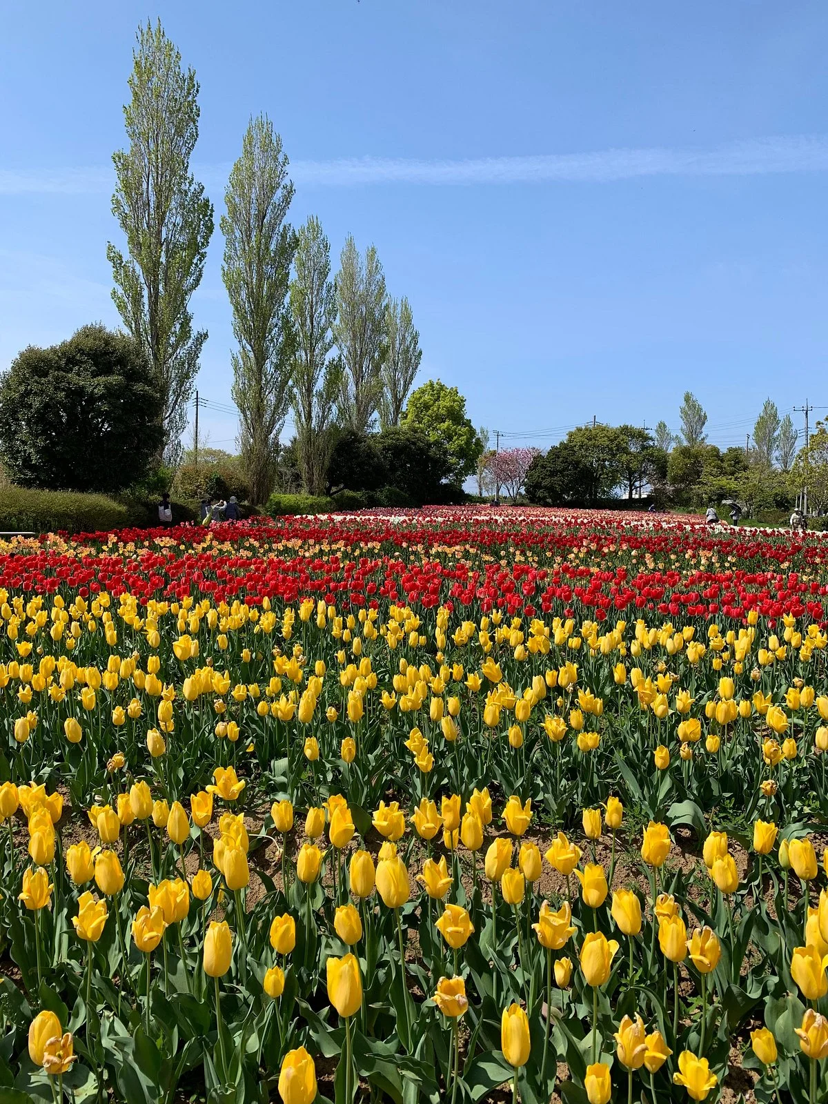Wada Park