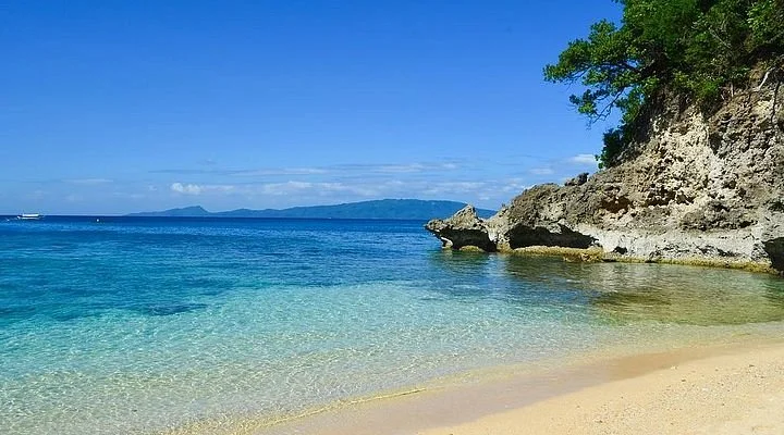 Mindoro Pines