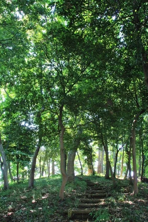 Mt. Okkoshi Fureai Forest