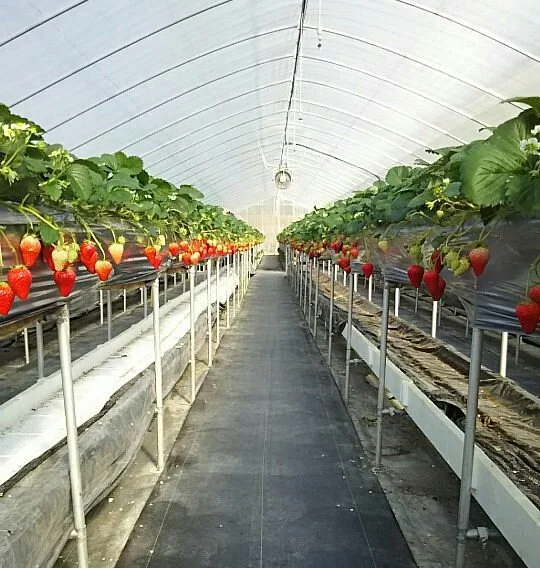 Fruit Garden Yu