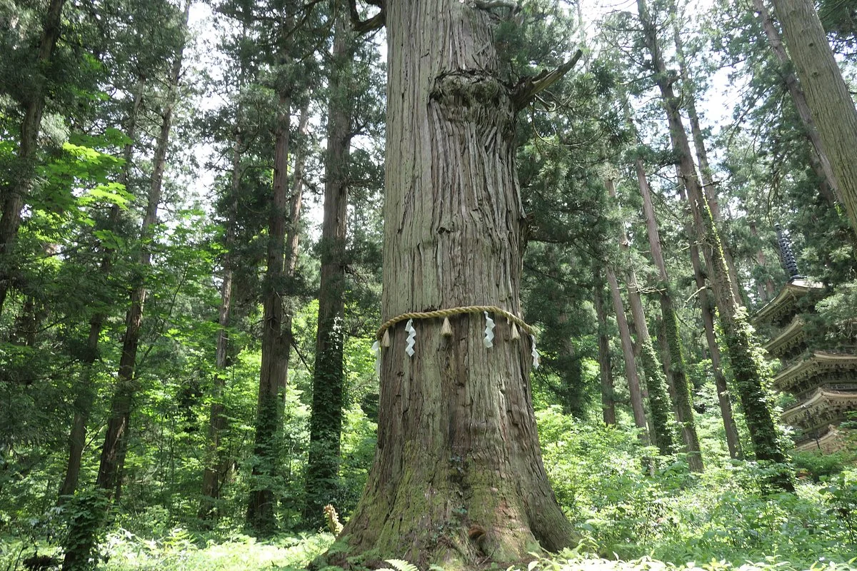 Jijisugi